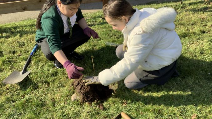 Woodland Trust Trees