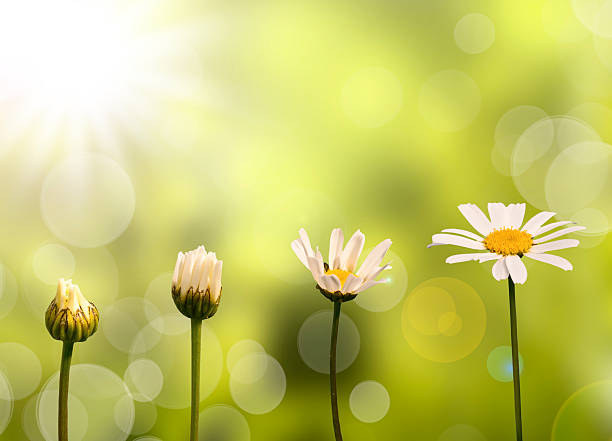 Daisies On Green Nature Background, Stages Of Growth