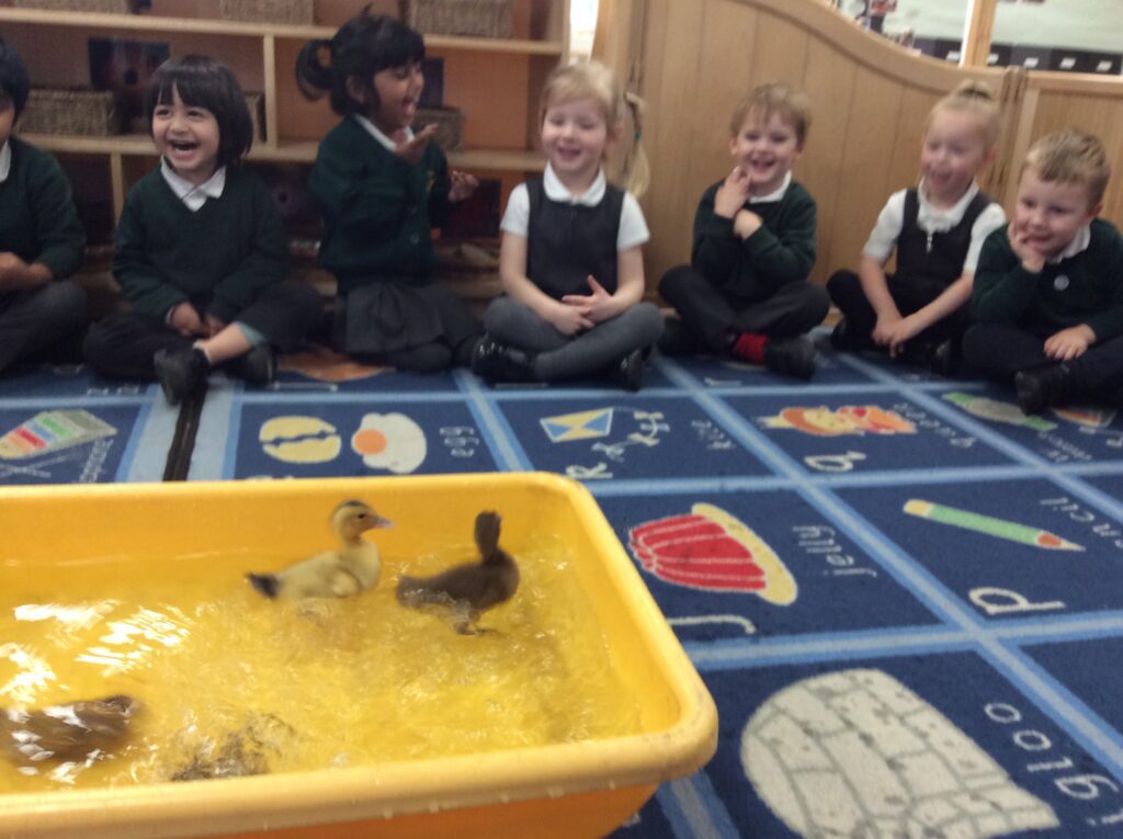 Our Fluffy-feathered, splashy visitors!