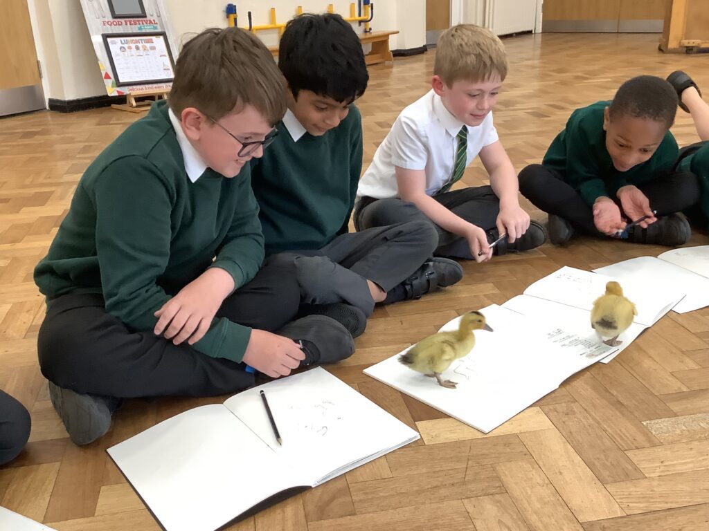 Year 3 Observe the Ducklings