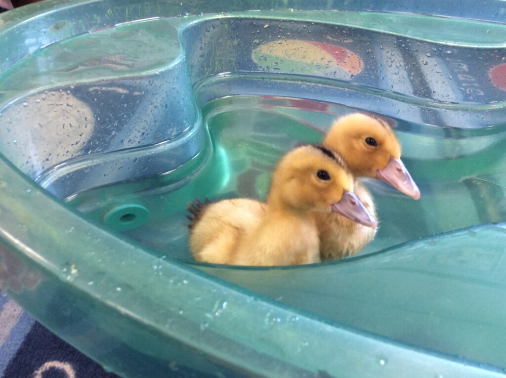 Growing Ducklings!