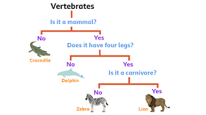 Classification