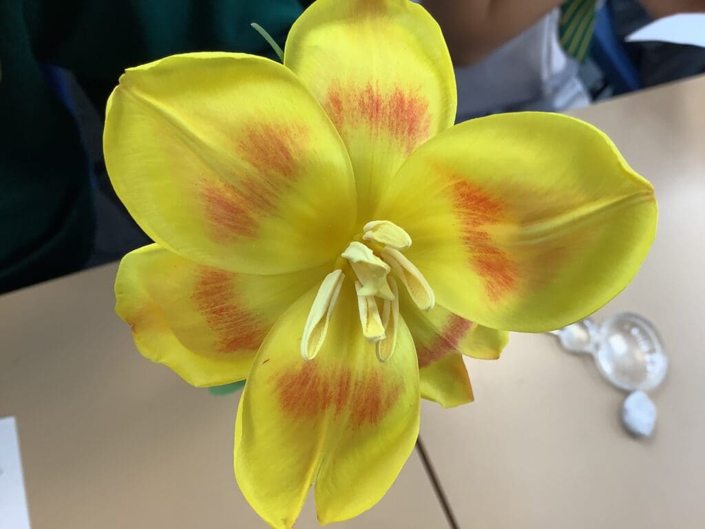Botanists at Work in Year 3